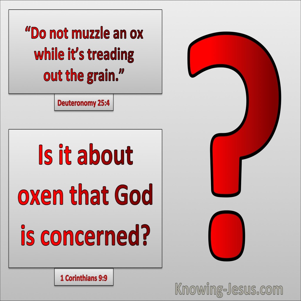 1 Corinthians 9:9 Do Not Muzzel An Ox Is Is Oxen That God Is Concerned Bout (gray)